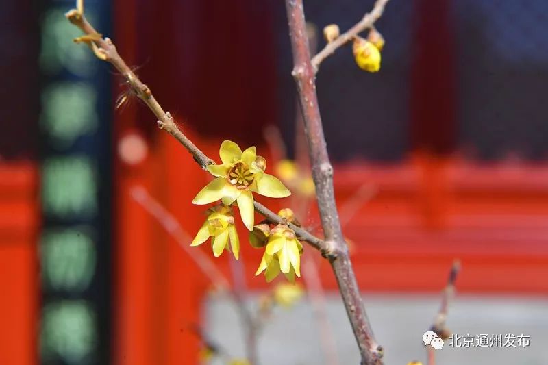 美得不像话！通州玉兰花开早腊梅绽放报春来