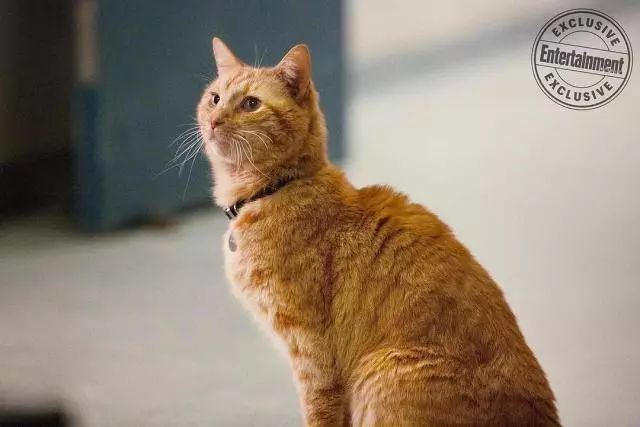 惊奇队长2开头没看懂,看完惊奇队长接着看哪一部