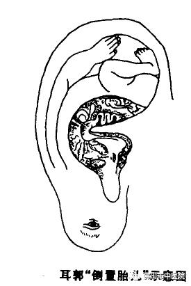 耳穴健康养生操,耳朵的养生知识与方法