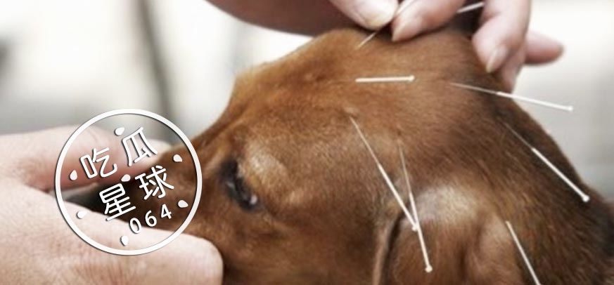 中医治狗病,中医能治狗骨科吗