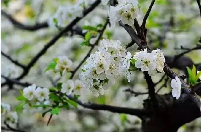 咸宁市赏花景点有哪些景区,诗意踏青春暖花开