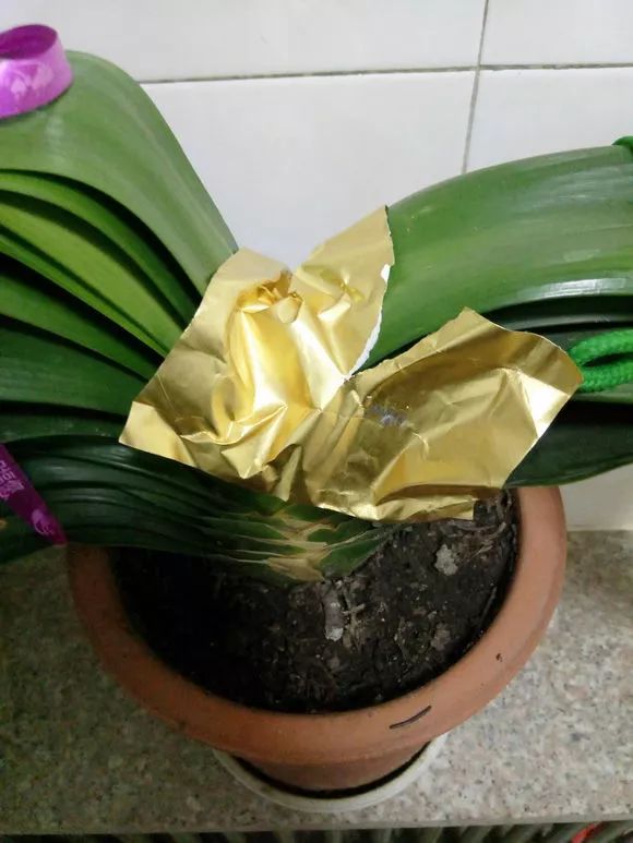 怎样预防和处理君子兰夹箭问题,君子兰夹箭最有效的处理办法