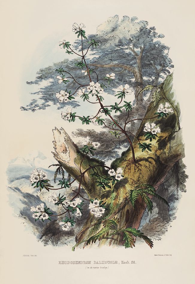 去喜马拉雅山采集杜鹃花，这个英国人有多疯狂？