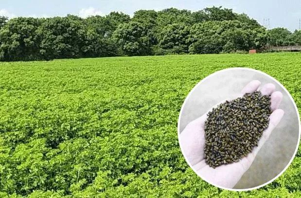 小心肝护肝茶有用吗,小心肝茶叶是什么茶