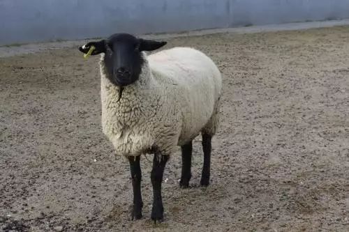 羊品种视频大全,福克羊品种大全