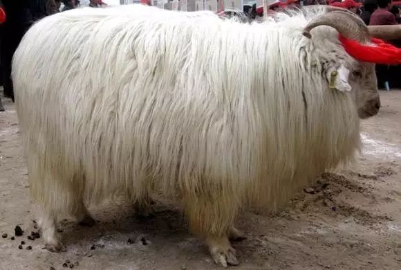 羊品种视频大全,福克羊品种大全