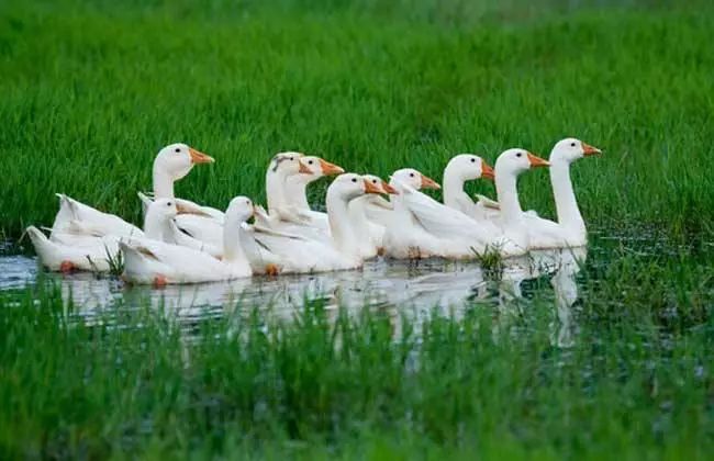 未来一两年养鹅市场行情,今年养鹅的市场行情好吗