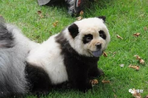 9102年了，别再用“人造”伤害动物和买家