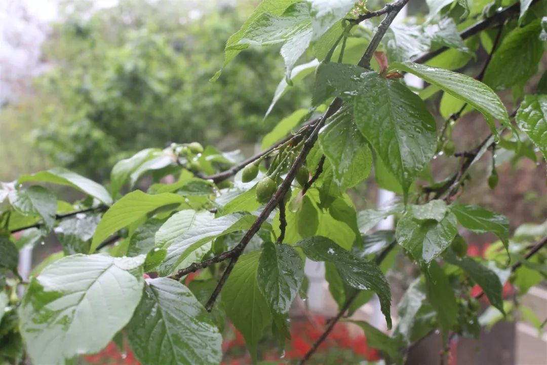 适合踏春的景点厦门,厦门春季旅游攻略