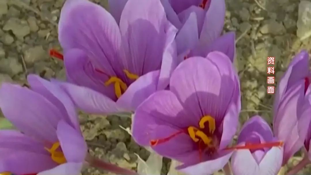 藏红花会有人工染色的吗,藏红花是不是染色的