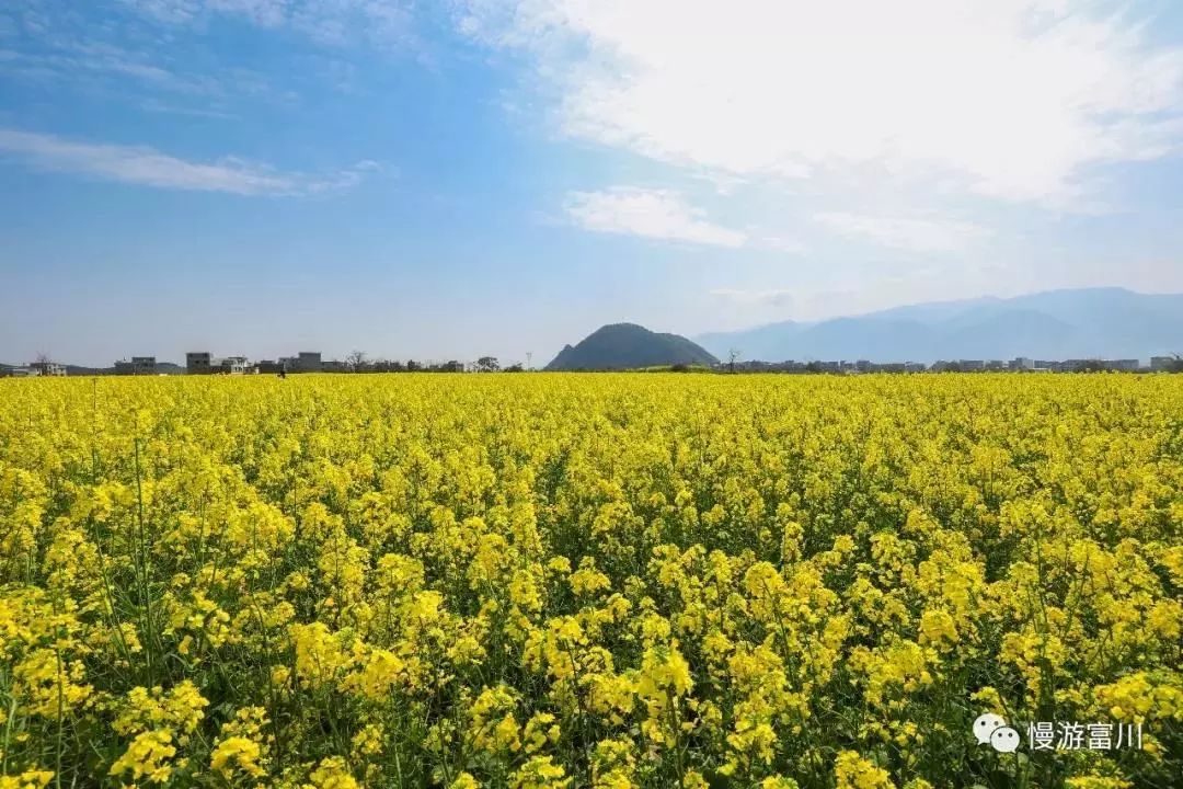 徽派古村梯田花海,徽派建筑油菜花田
