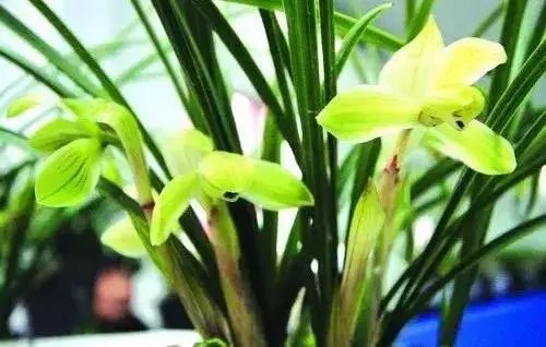 十几万一棵的多肉,一盆市价10万的多肉