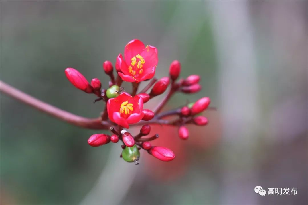 禾雀花美翻三月天,禾雀花盛开美翻三月天