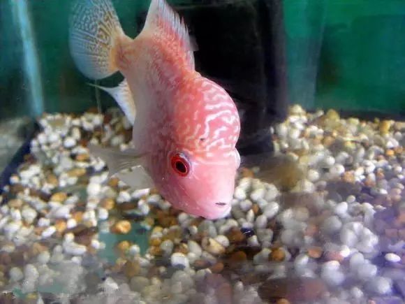 闆岄泟楸肩殑姝ｇ‘閰嶅鏂规硶,绉嶉奔濡備綍閰嶅