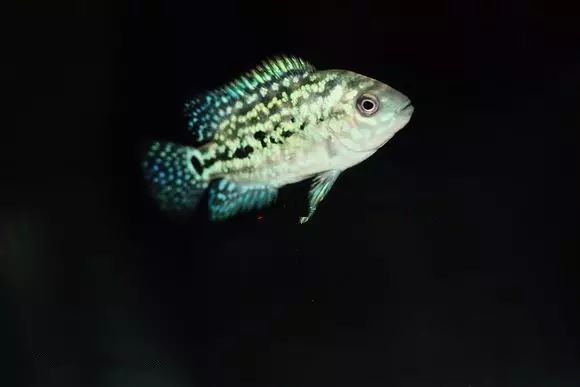 闆岄泟楸肩殑姝ｇ‘閰嶅鏂规硶,绉嶉奔濡備綍閰嶅