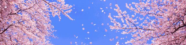 贵阳实验二中篮球队,实验中学捷报