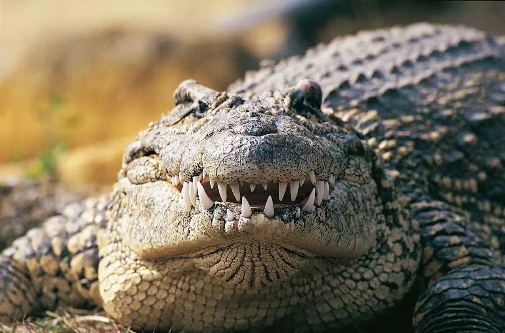 词语：牛油果的词语演进机器贩卖推销*局骗**