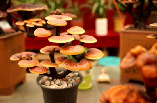 西安最大花卉交易市场,西安朱宏路丰产路巨坤花卉市场