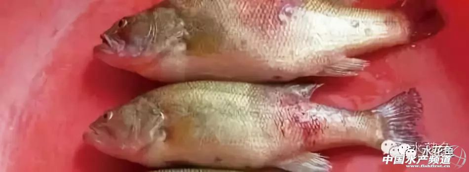 鱼细菌性烂鳃的症状及治疗方法,鱼得溃疡病怎么治疗