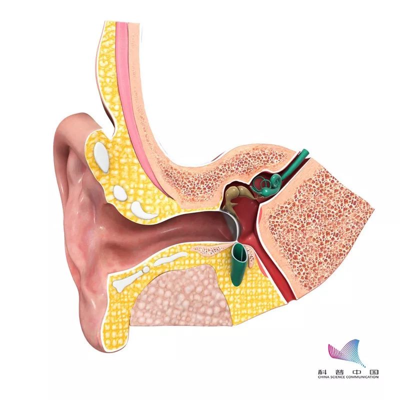 怎么正确掏耳朵还掏得干净,耳朵怎么掏呀