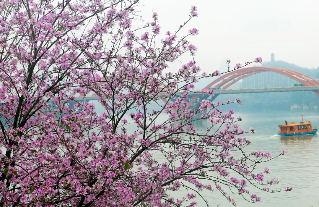 螺蛳粉征服世界,螺蛳粉征服全世界