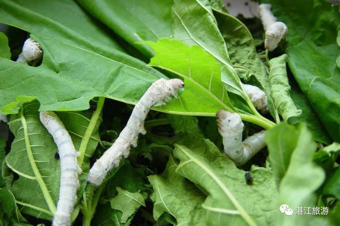 一月份湛江好去处,湛江适合几月份去