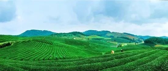 贵州绿茶哪个最好,中国绿茶产区分布图