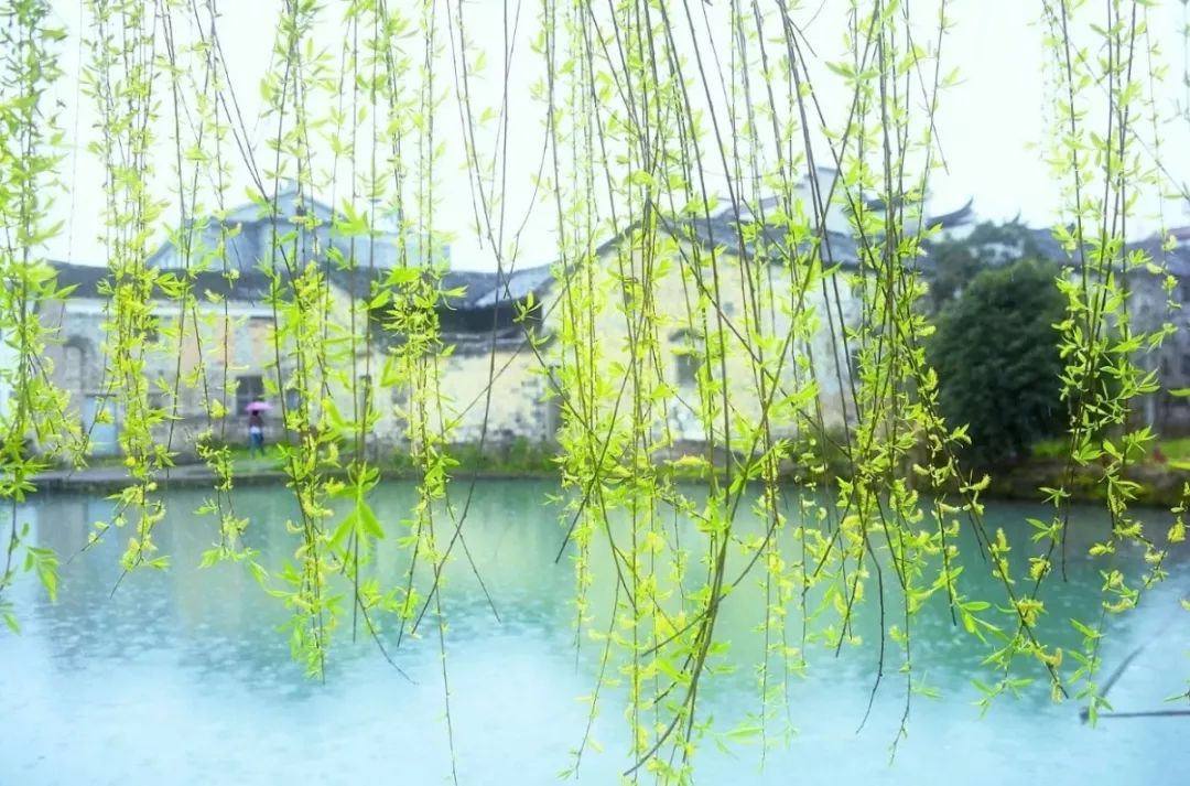 春分已至正是一年最美时,春分到最佳时光