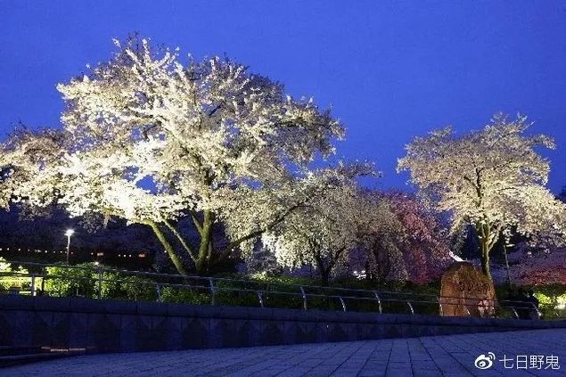 2019年日本大赏排行榜,2018全日本赏樱花旅游攻略