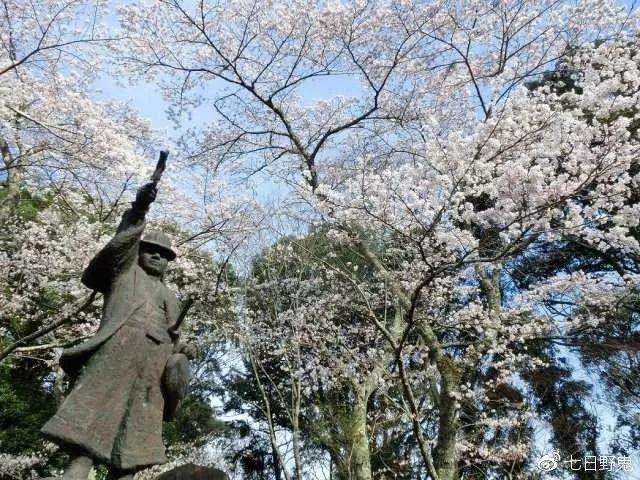 2019年日本大赏排行榜,2018全日本赏樱花旅游攻略