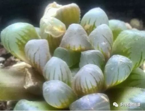 十二卷的养护注意事项,十二卷夏季如何养护