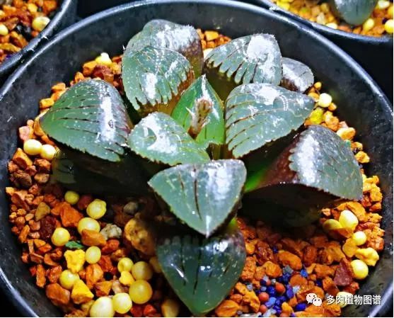 十二卷的养护注意事项,十二卷夏季如何养护