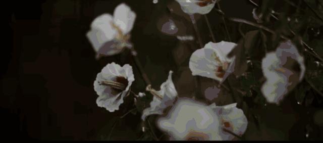 omg买它买它什么梗,omg买它原版