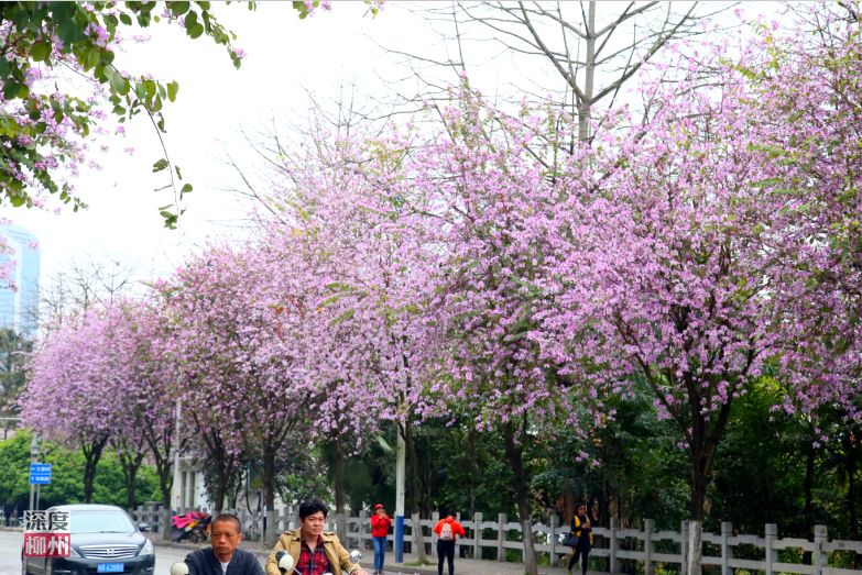 螺蛳粉征服世界,螺蛳粉征服全世界