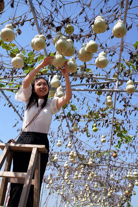 种葫芦的讲究,种葫芦如何让它不再变大