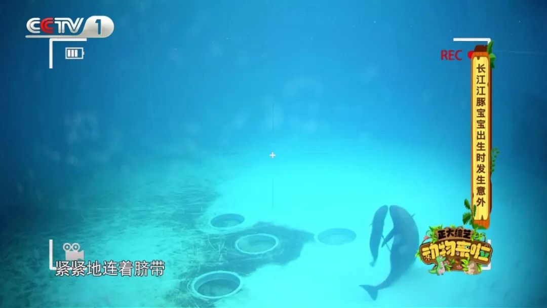 大象脚围2倍=大象身高?《正大综艺·动物来啦》为您实地验证