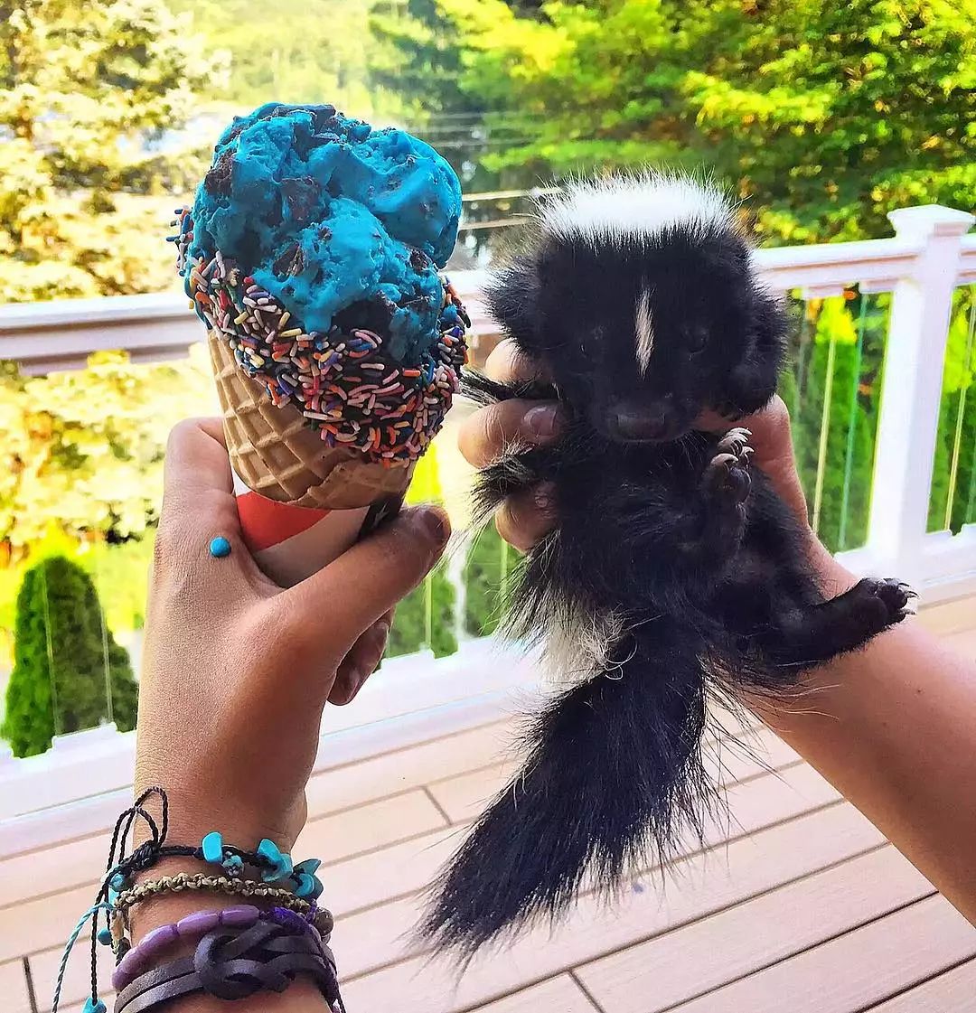 还有人养臭鼬当宠物,想不到吧日文