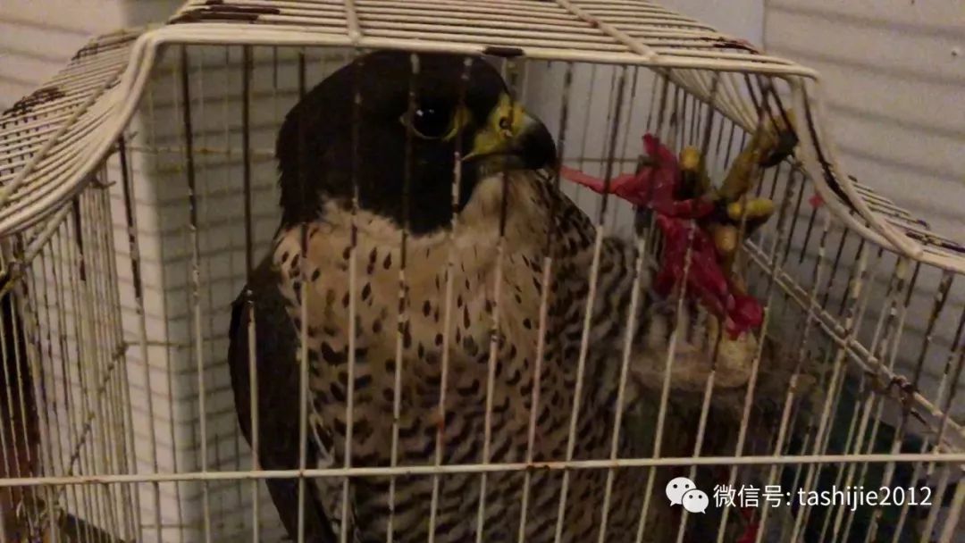 《28天游隼救护日志》