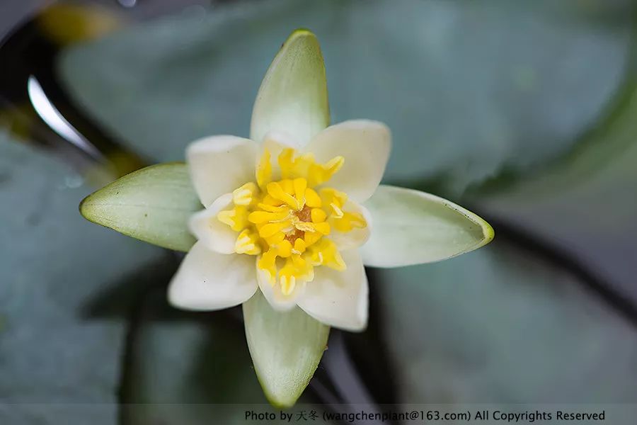 微型睡莲的品种及图片介绍,冬季适合种植的睡莲