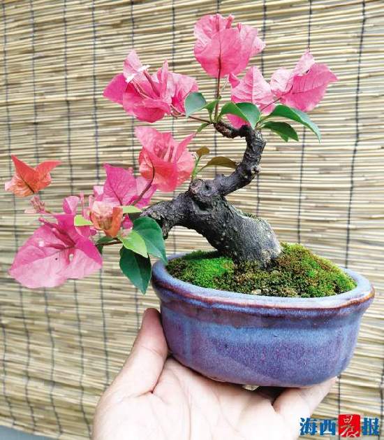 正宗同安红中国红三角梅,同安红三角梅家养