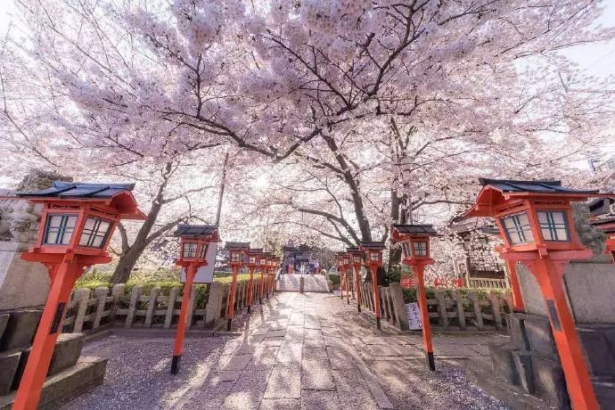 日本有关樱花的照片,日本最美樱花图