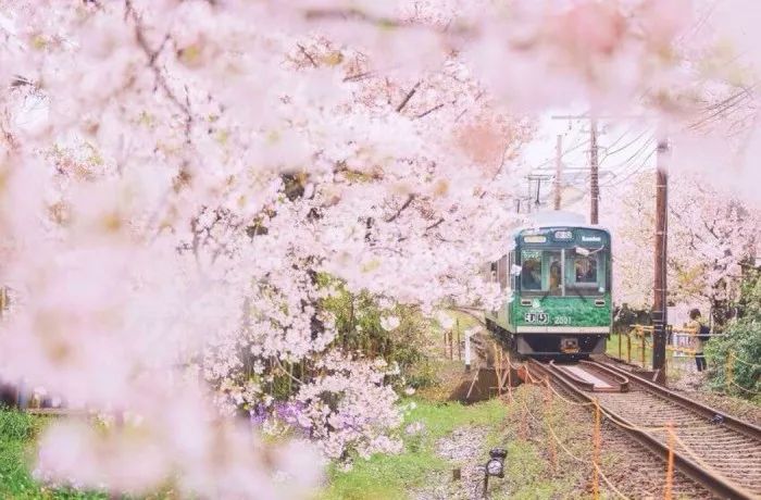 日本有关樱花的照片,日本最美樱花图