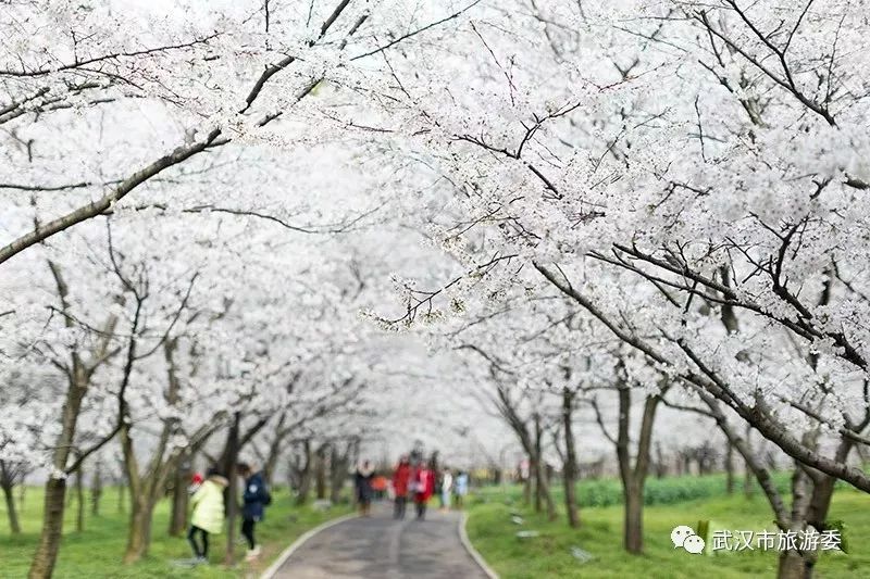 央视武汉樱花,央视新闻一起来看武汉樱花