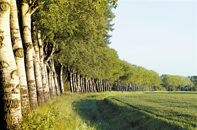 摇摇晃晃的毛白杨,毛白杨简介