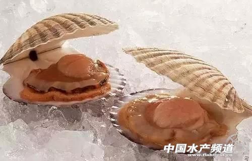 海鲜不可以吃的是哪些,海鲜禁忌你知道多少