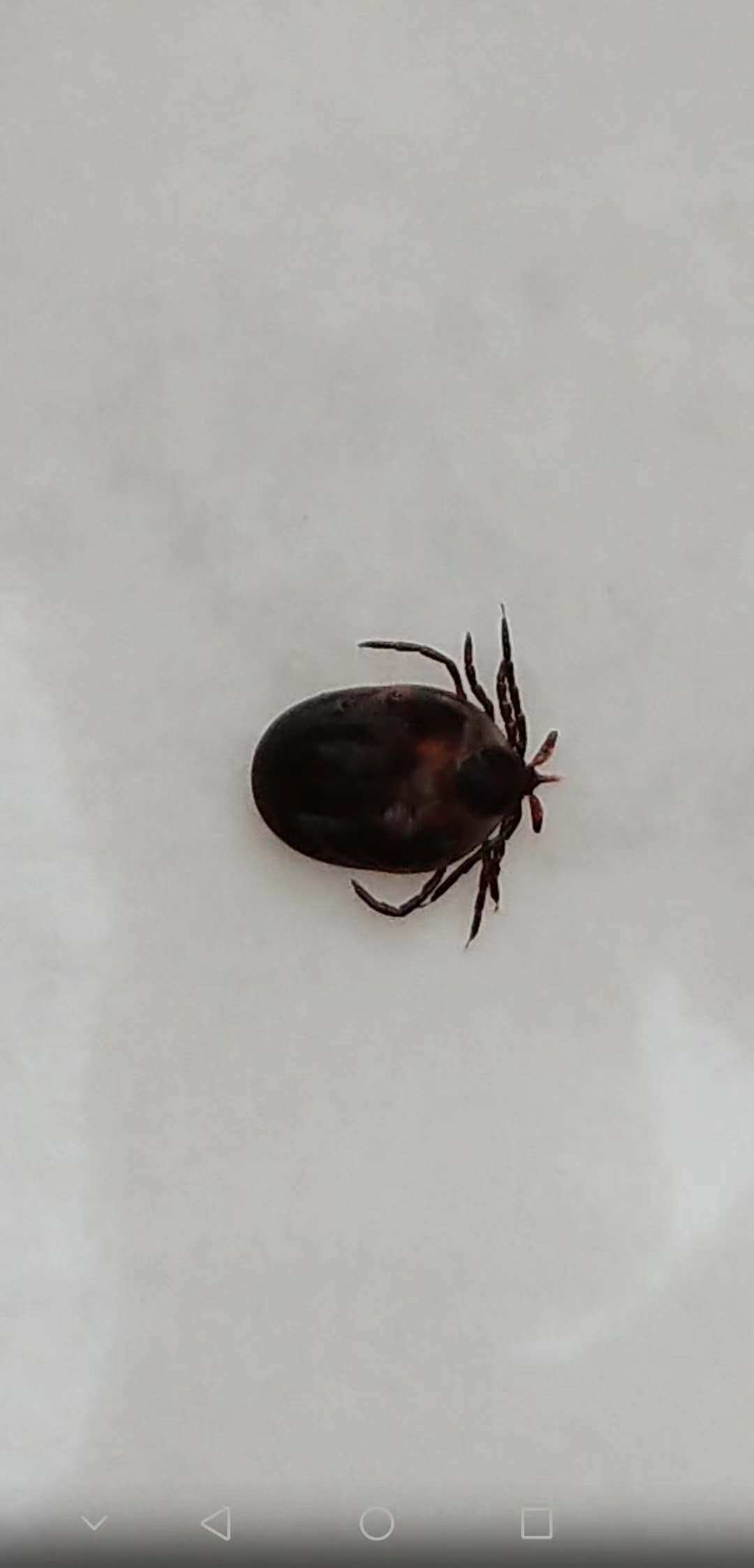 小孩被吓到头上点红点怎么回事,儿童头顶痒拔掉好多头发是什么病