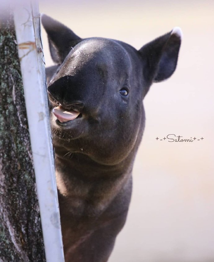 emoji吐舌头模仿挑战,emoji模仿挑战吐舌头