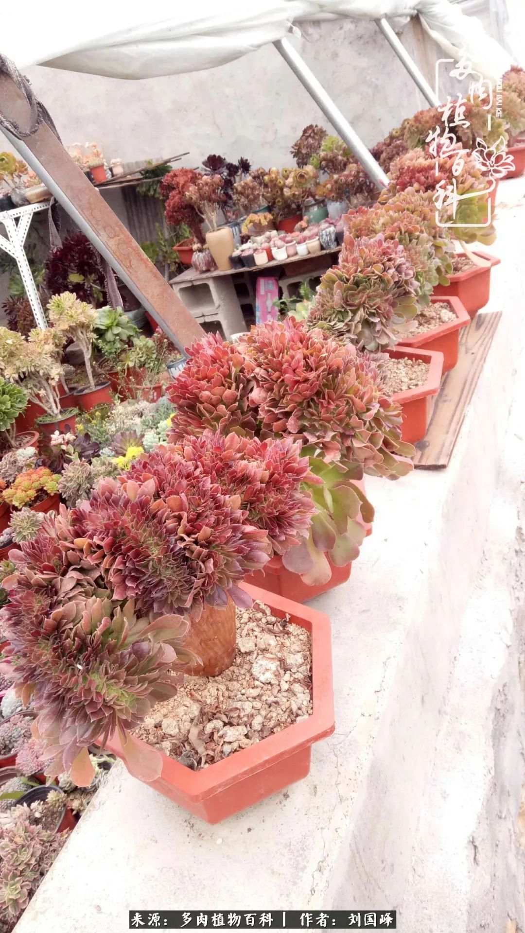 不学无术容易赚大钱,不学无术养多肉摇身一变资产过亿