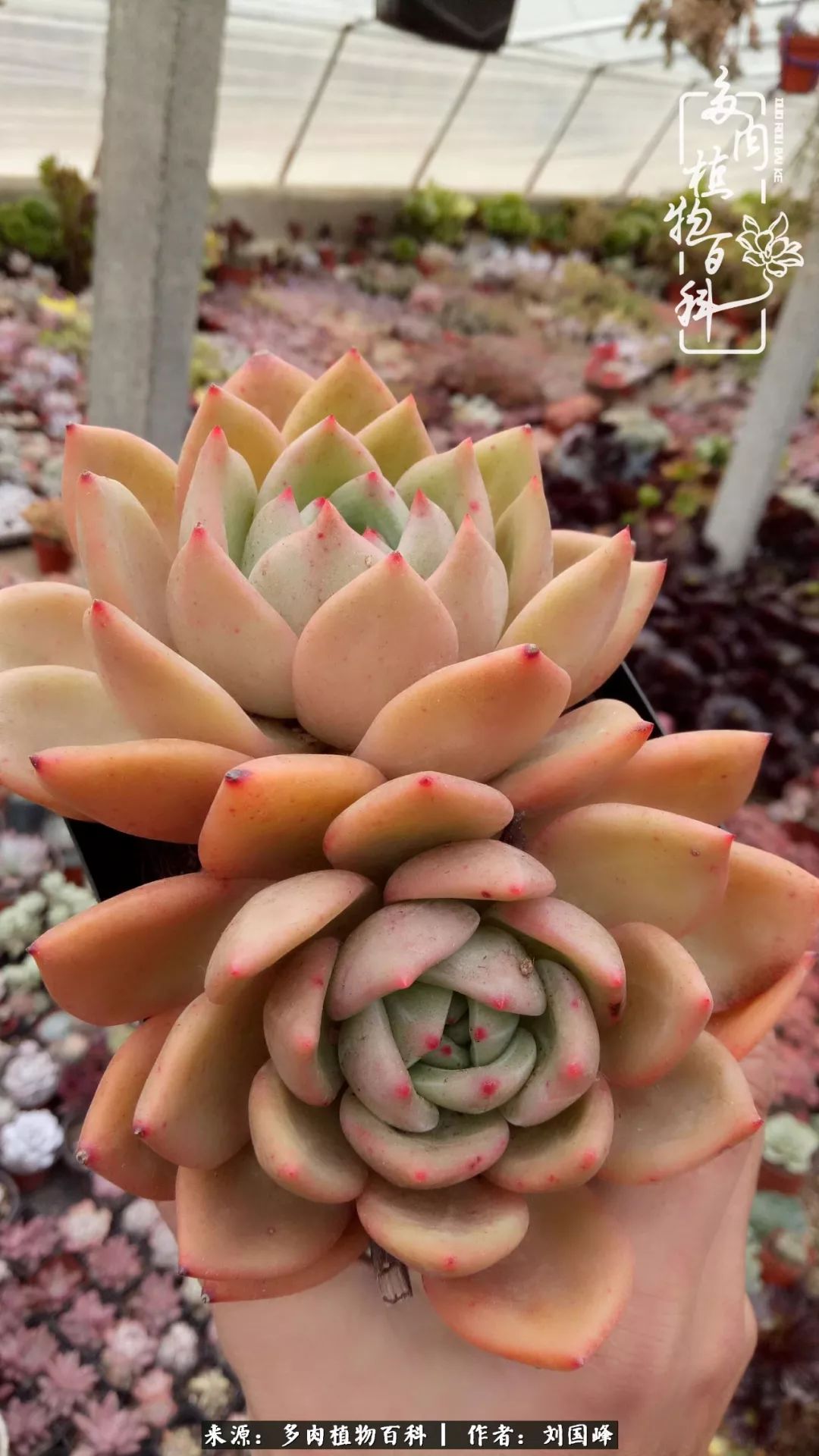 不学无术容易赚大钱,不学无术养多肉摇身一变资产过亿