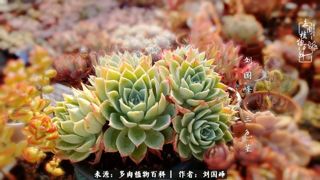 不学无术容易赚大钱,不学无术养多肉摇身一变资产过亿